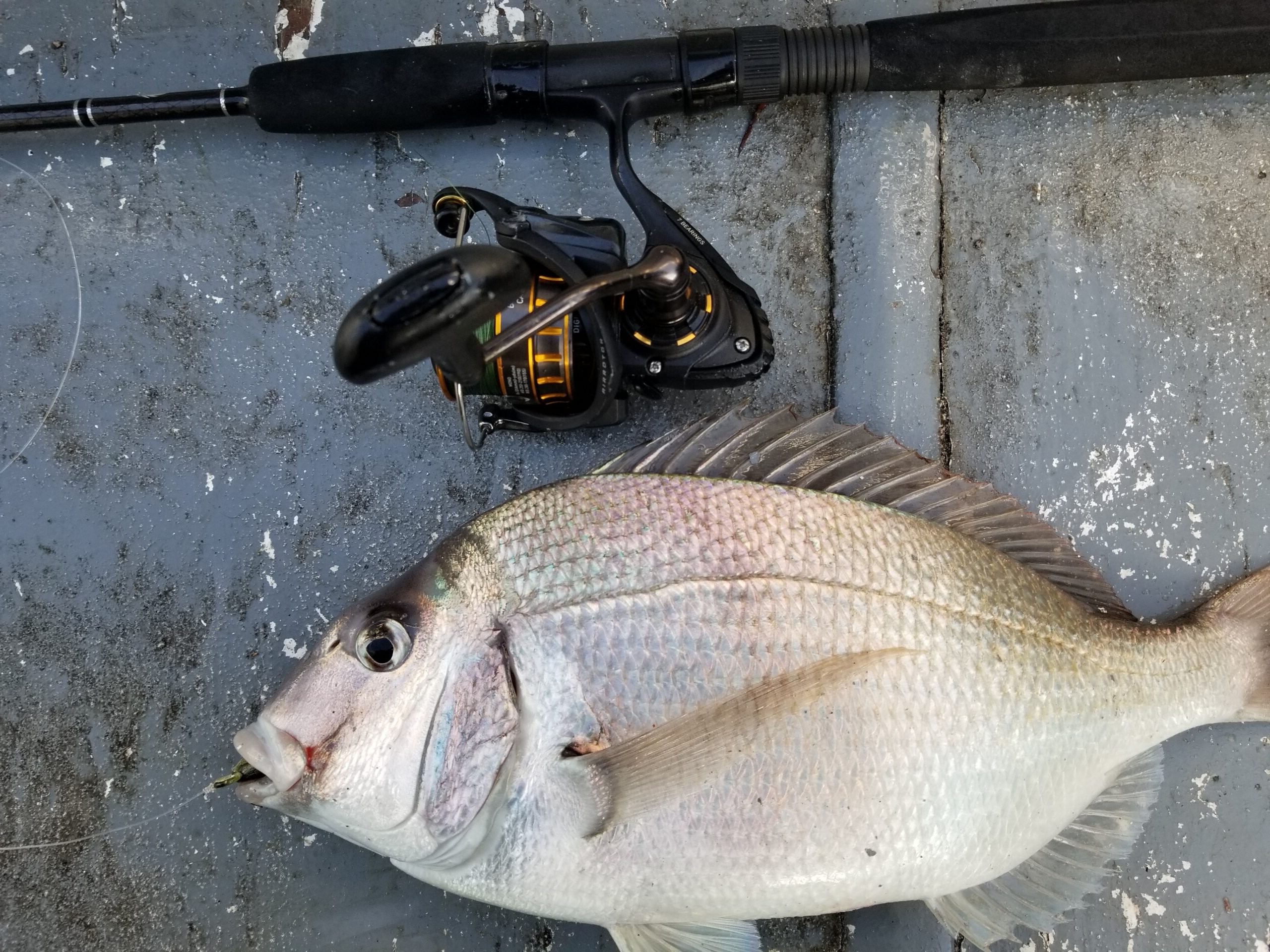New Daiwa BG Spinning Reels - All Sizes Available For Freshwater And Saltwater Fishing