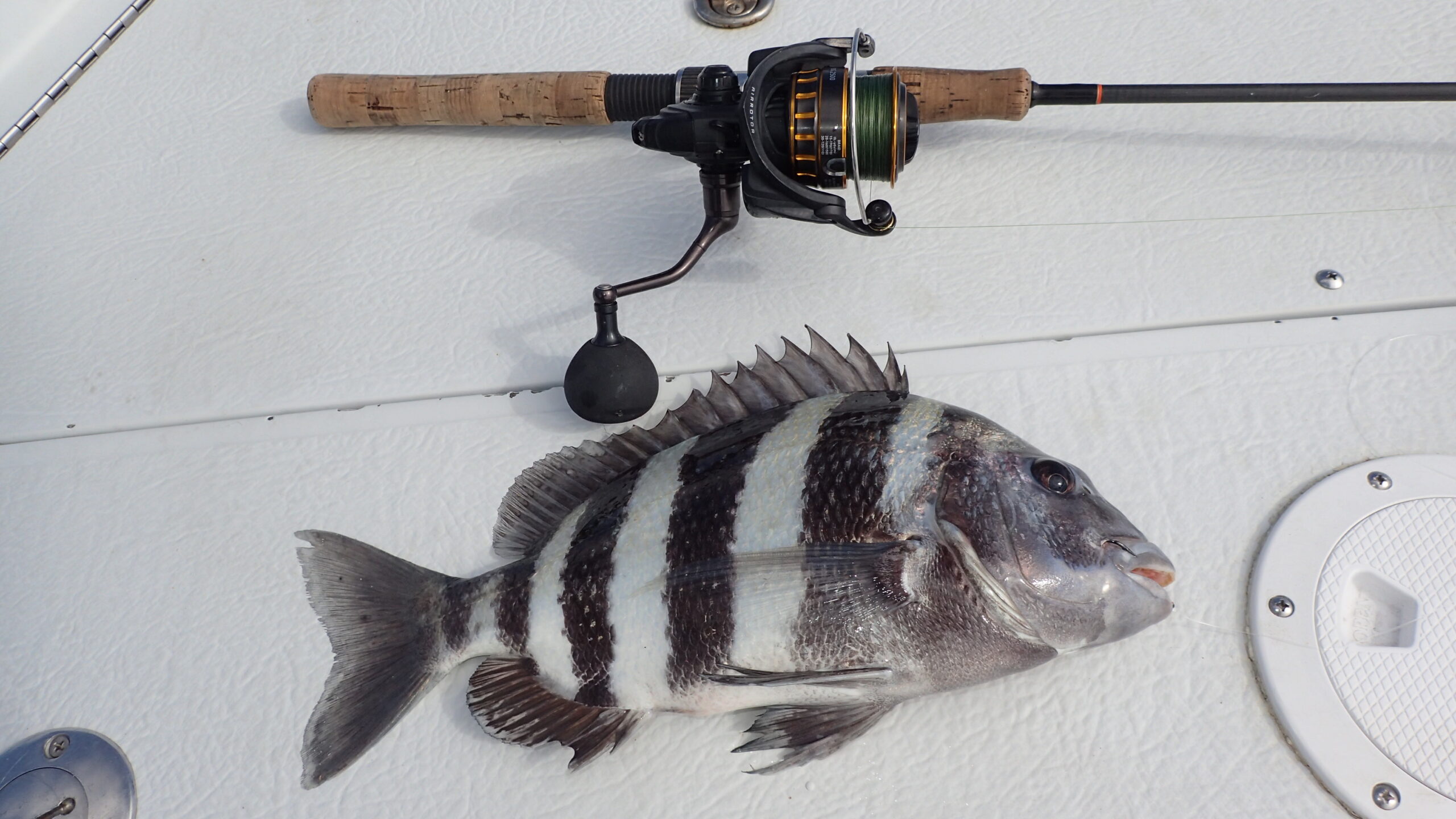 A sheepshead caught with the Daiwa BG spinning reel.
