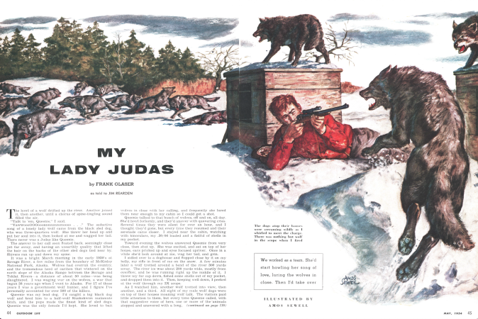 My Lady Judas: The Wolf-Dog That Called In a Pack of Wolves for Frank Glaser