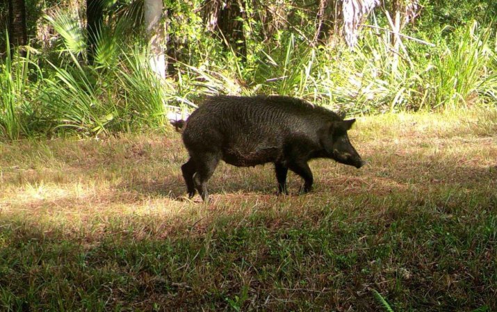 Hogs vs. Deer: Can Whitetail Managers Take Back Feral Pig Country?