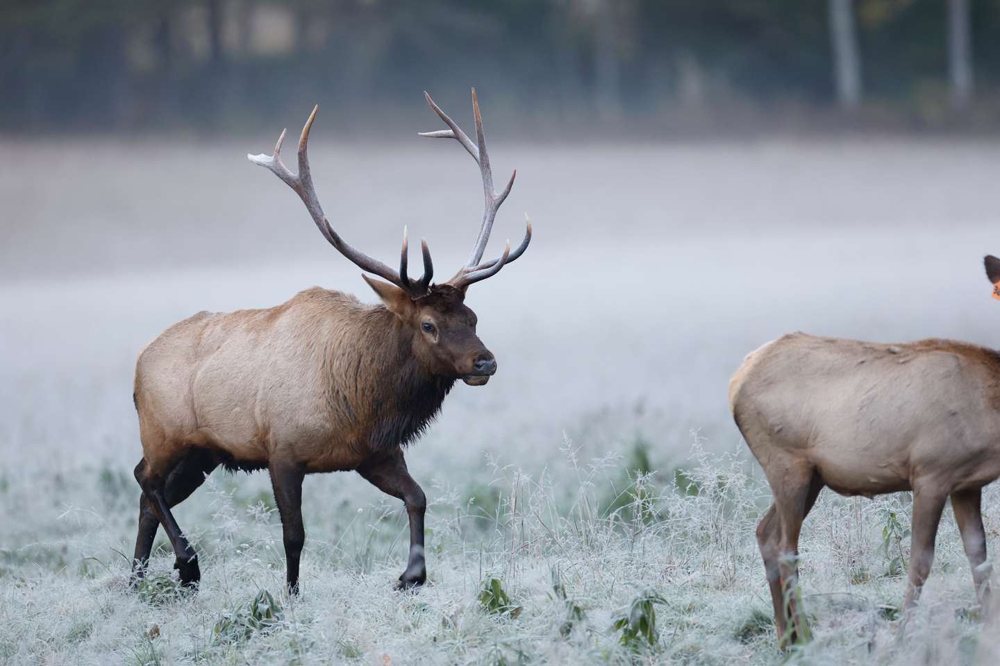 Bull elk kills cow in Smoky Mountains