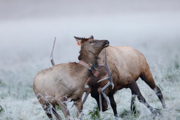 Photos: Rutting Bull Kills Cow Elk in Great Smoky Mountains