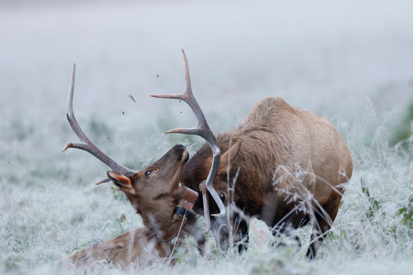 Bull elk kills cow in Smoky Mountains