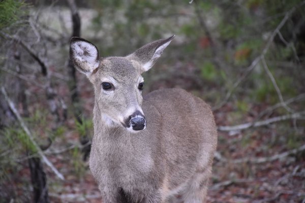Feds Will Spend $70 Million Per Year to Fight Chronic Wasting Disease If CWD Act Passes