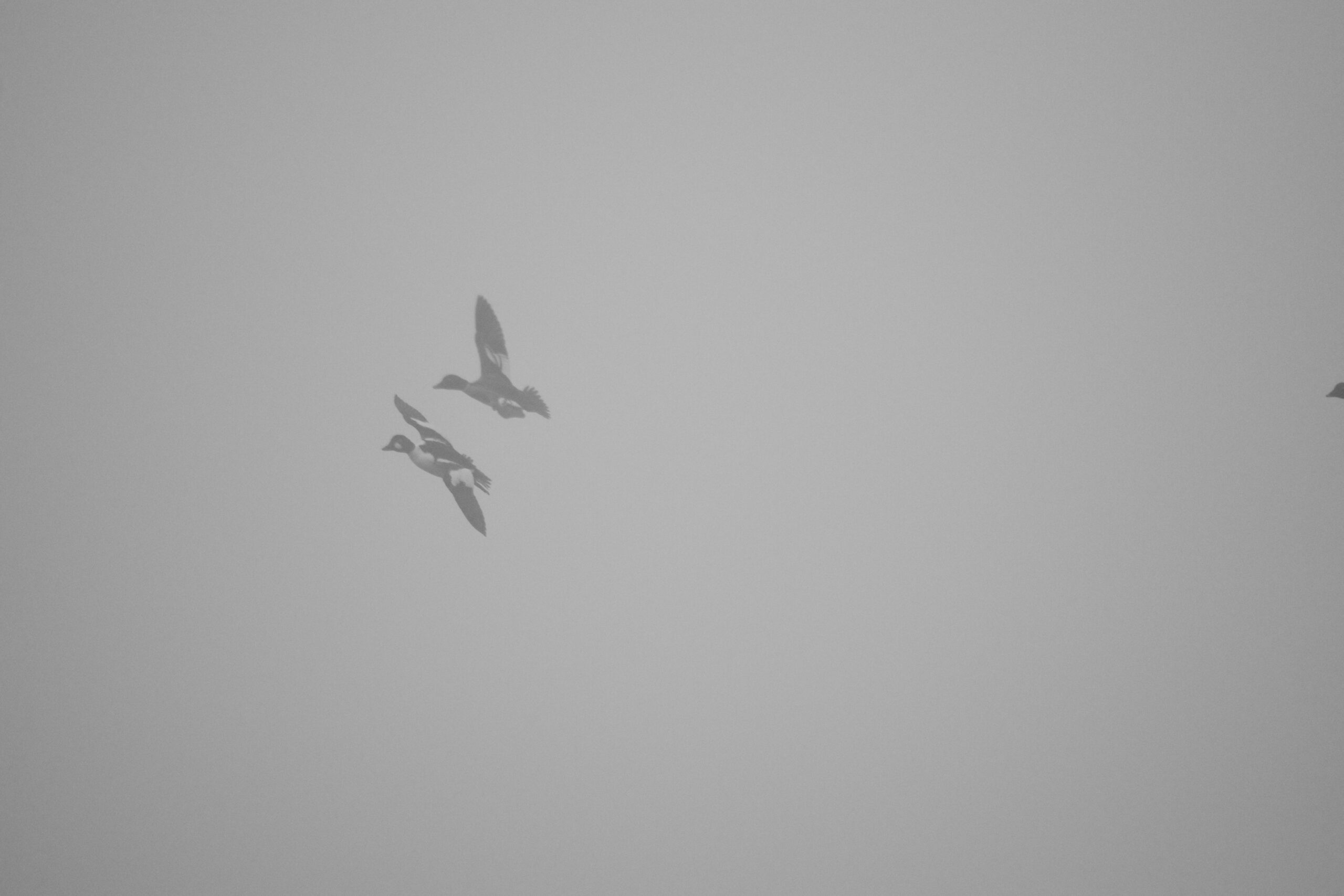 A pair of goldeneye fly through the fog.