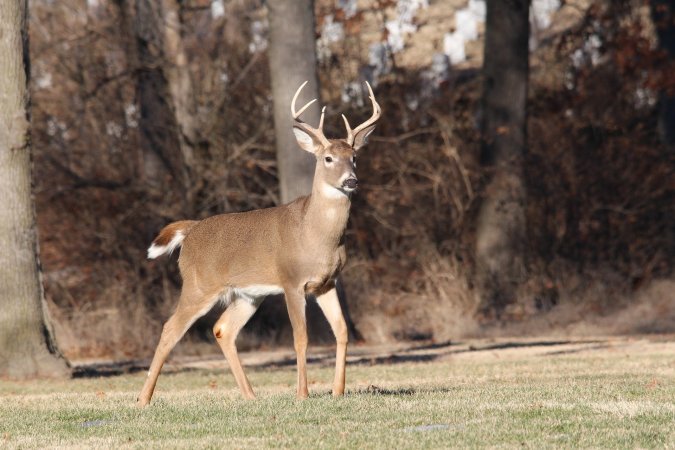 Montreal Suburb Plans to Euthanize Most Deer in City Park