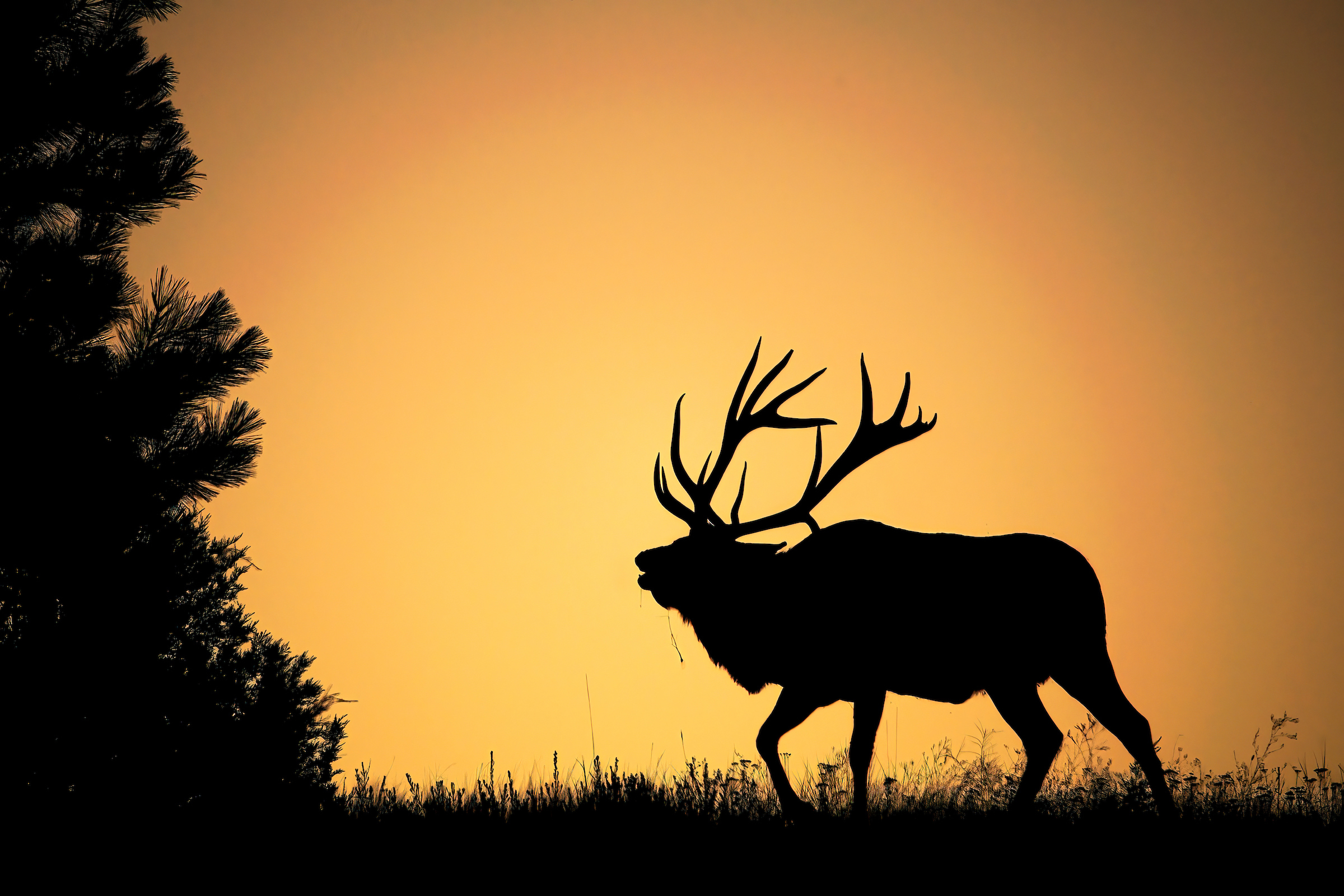Montana Elk Showdown Proposal Would Burn PublicLand Hunters Waiting