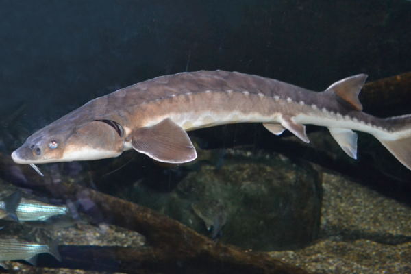 Sturgeon Tagged 26 Years Ago, Recovered By Cornell Researchers