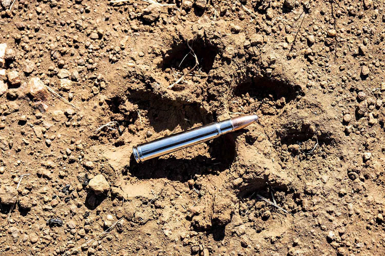 A lion print shown with a .375 H&H cartridge for scale.