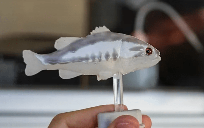 Researchers Are Scaring Invasive Mosquitofish to Death with This Robotic Bass
