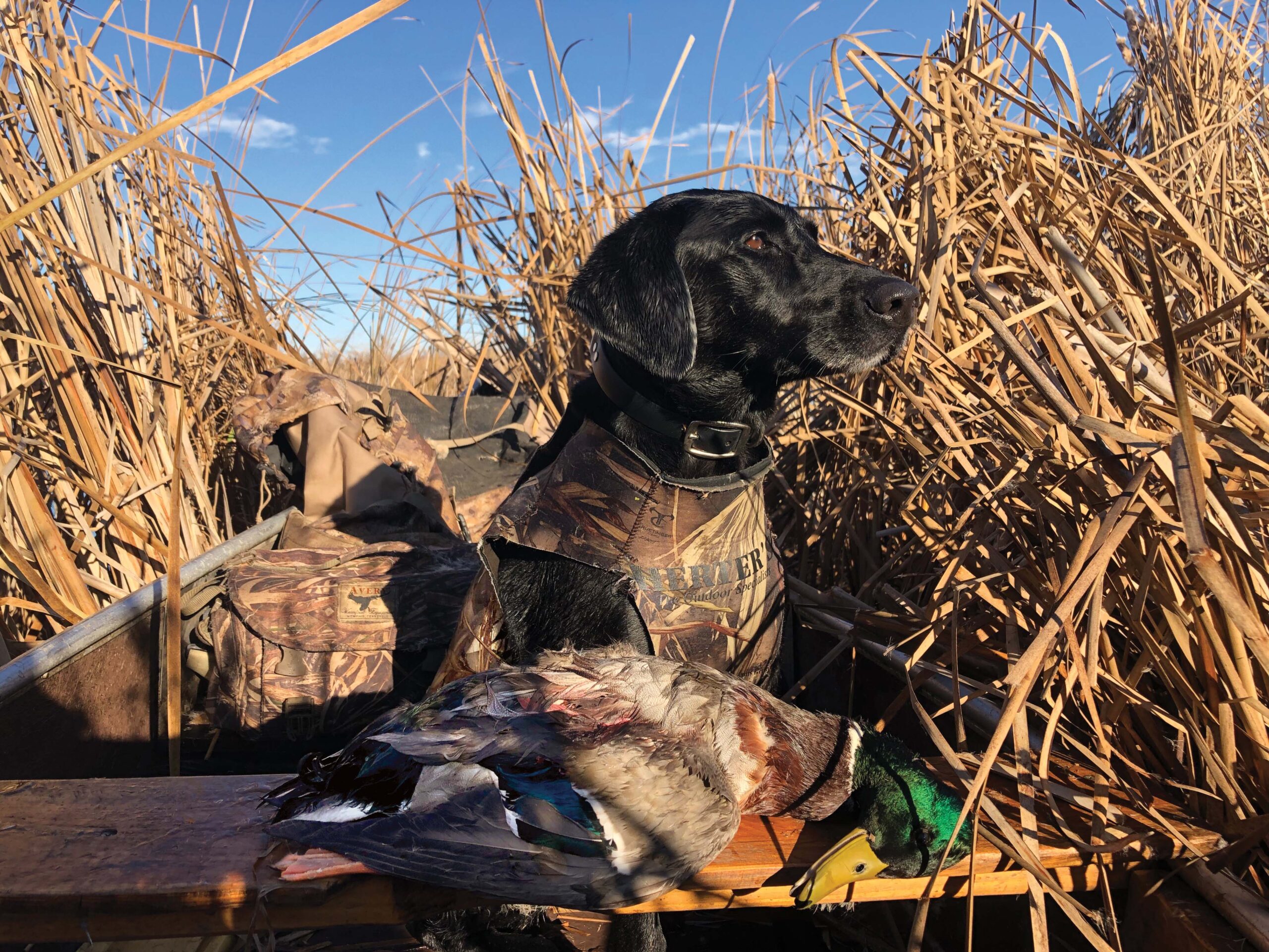 A late-season greenhead is a trophy to some hunters.