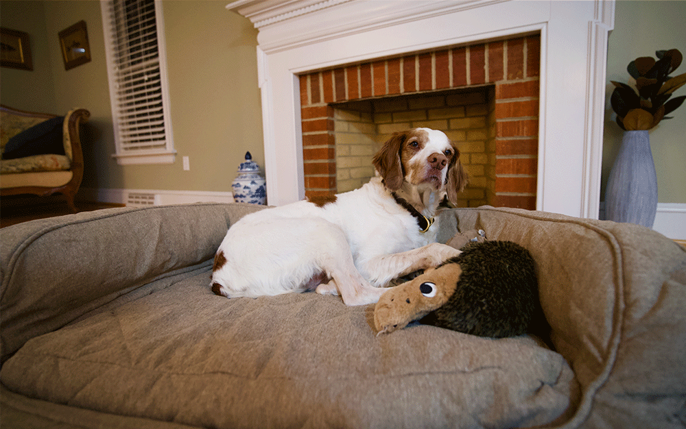 A white dog with brown ears laying on a light brown dog bed
