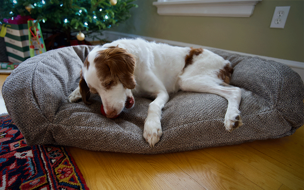 A white dog with brown ears chewing a ball on a grey dog bed