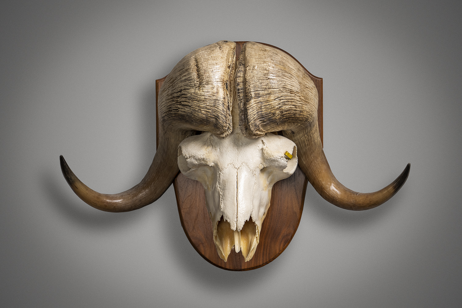 A musk ox mount from the National Collection of Heads and Horns