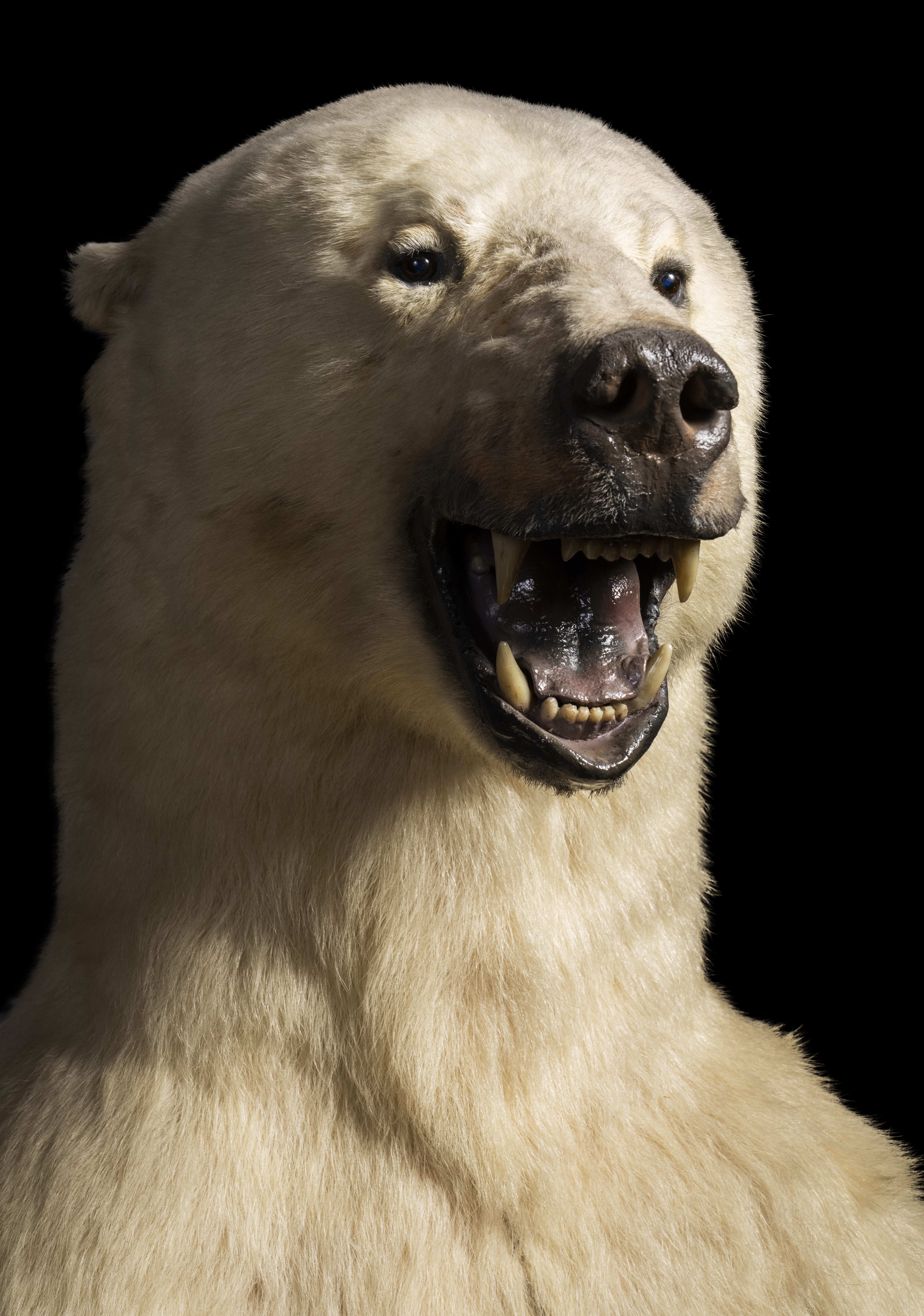 The Wonders of Wildlife Museum & Aquarium is now home to this polar bear mount.
