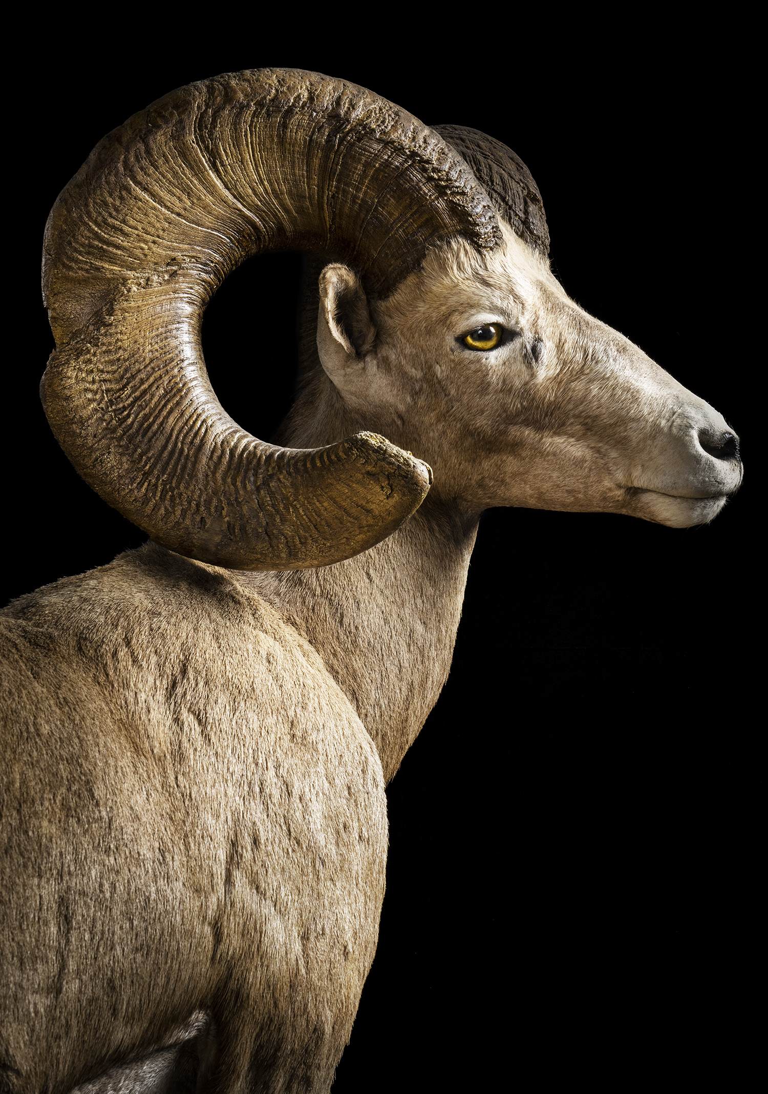 The National Collection of Heads and Horns includes this bighorn sheep.