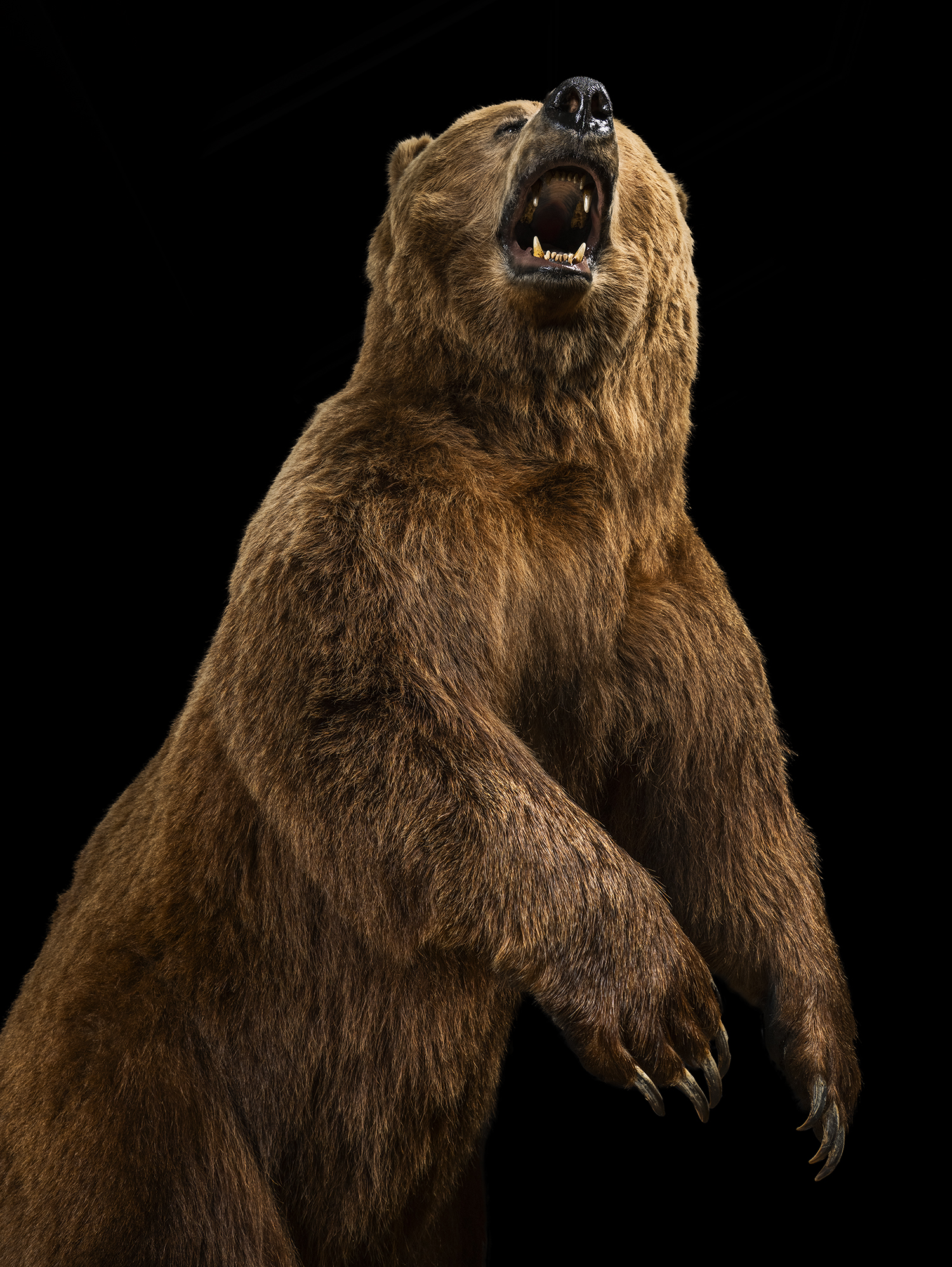 Visit the Wonders of Wildlife museum to see this North American bear.
