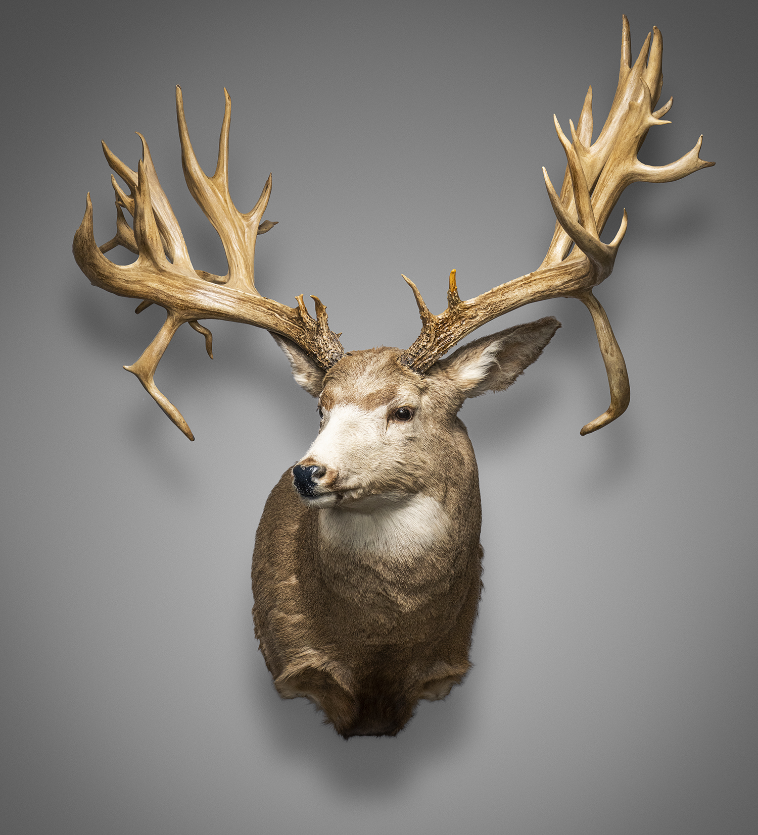 A whitetail trophy mount from the National Collection of Heads and Horns.