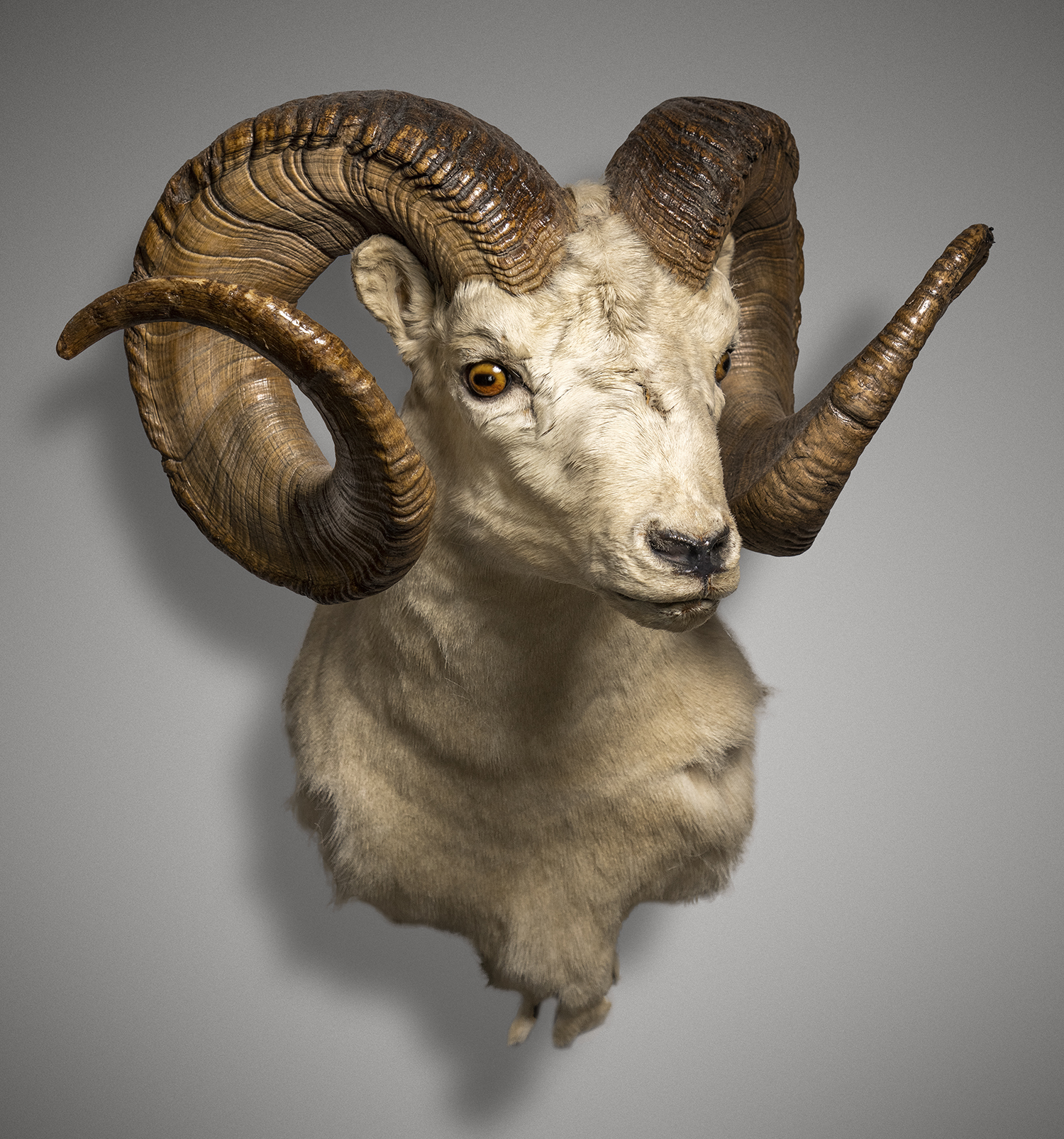 A member of the Boone and Crockett club collected this Dall sheep.
