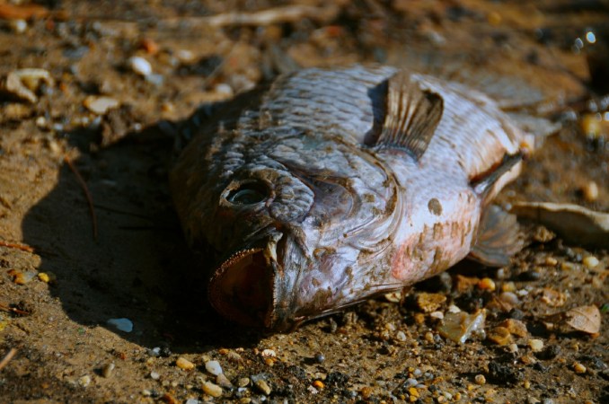 Tequila Factory Spill Leads to Massive Fish Kill in Mexican Reservoir