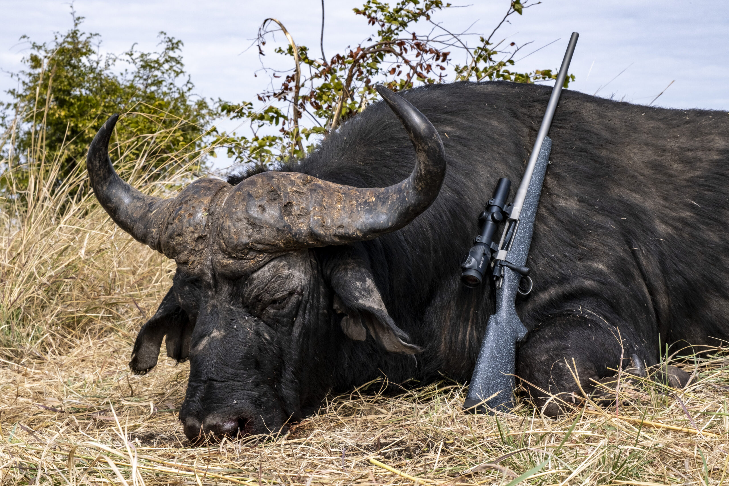 A cape buffalo taken while hunting in Zimbabwe,
