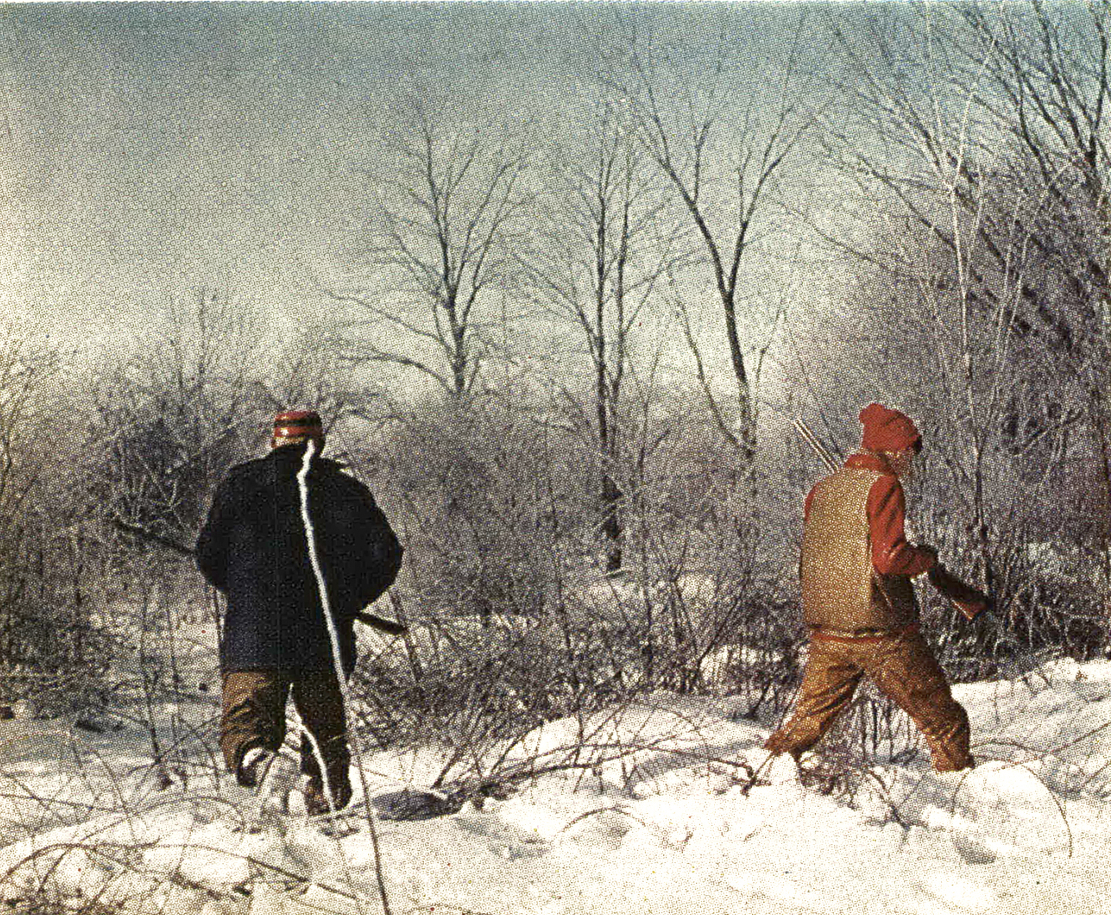 A pair of rabbit hunters busting brush for bunnies.