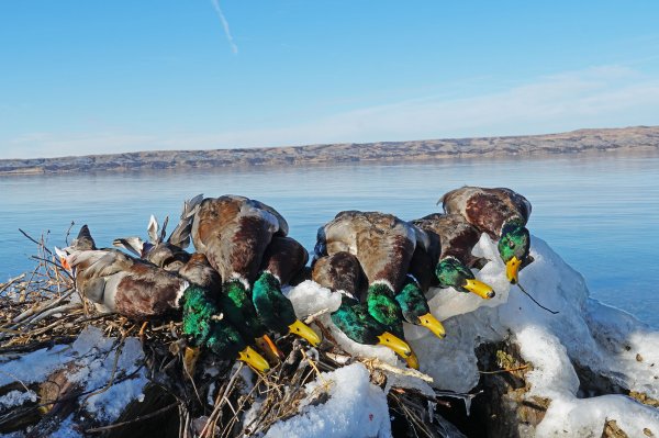 At the End of My Slowest Duck Season Ever, All I Wanted for Christmas Was a Limit of Mallards
