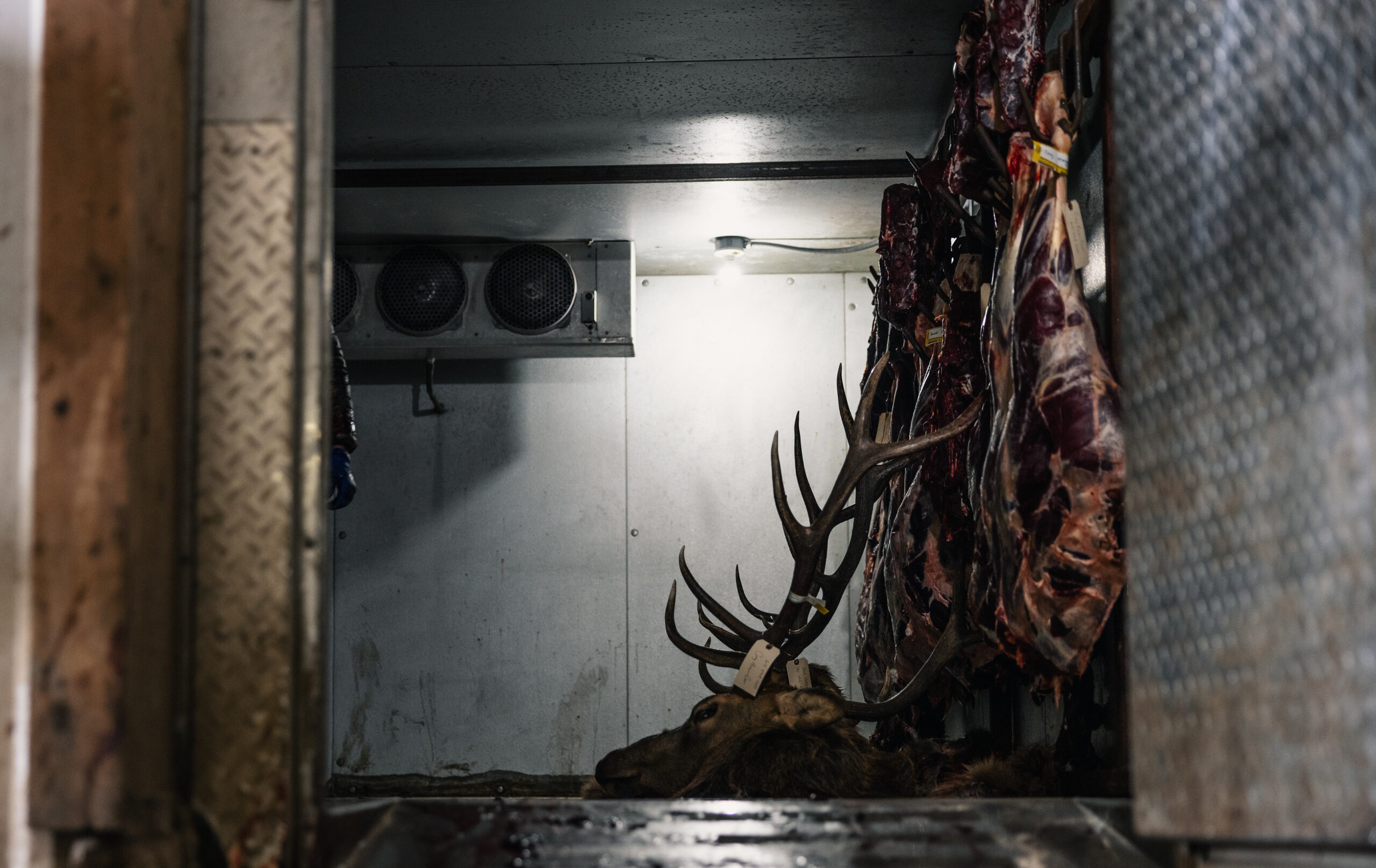 elk meat in cooler