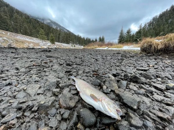 How a Dam Malfunction on the Madison River Nearly Wrecked a Blue-Ribbon Fishery