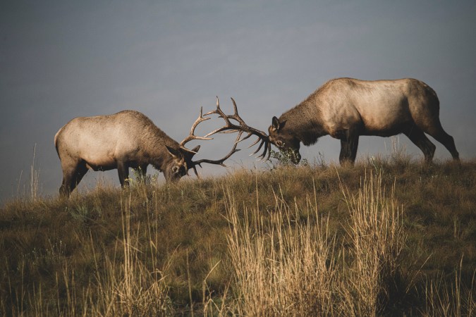 Podcast: Andrew McKean and Randy Newberg Discuss Montana’s Elk Management Controversy