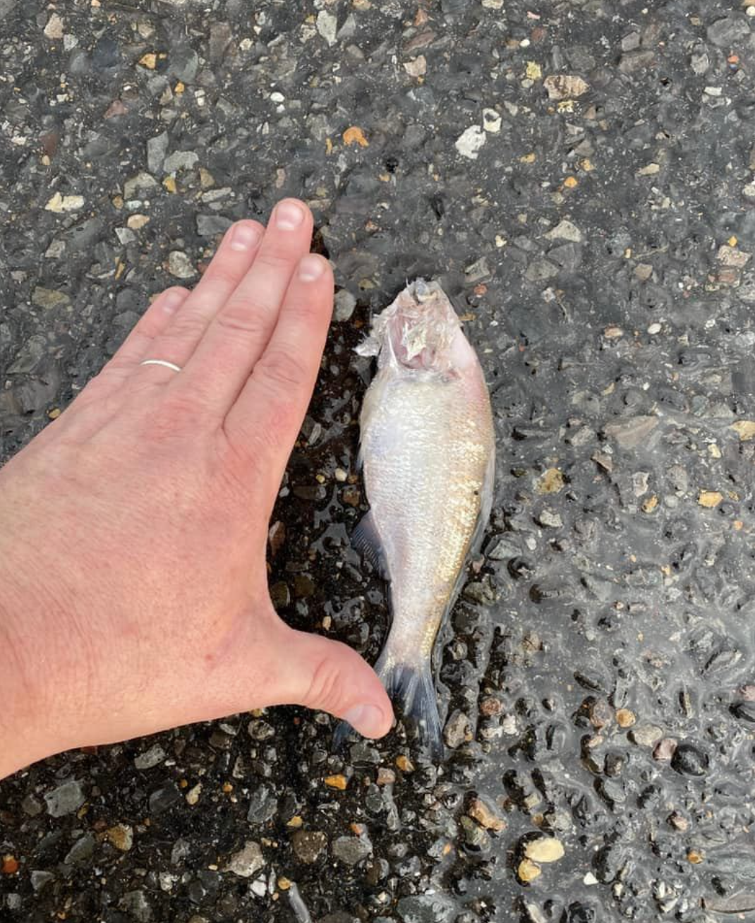 Dead fish Texarkana parking lot