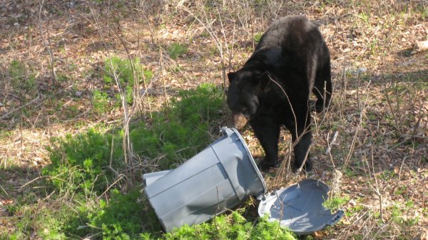 Trash-Eating Black Bear Mauls 81-Year-Old Jersey Woman, Kills Her Dog
