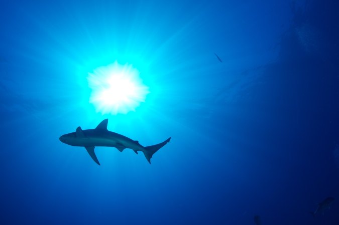 Shark Fishing Is Now Banned in Hawaiian Waters