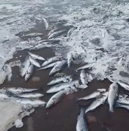 Duck Hunters Discover a Thousand Dead Striped Bass on Nova Scotia Beach