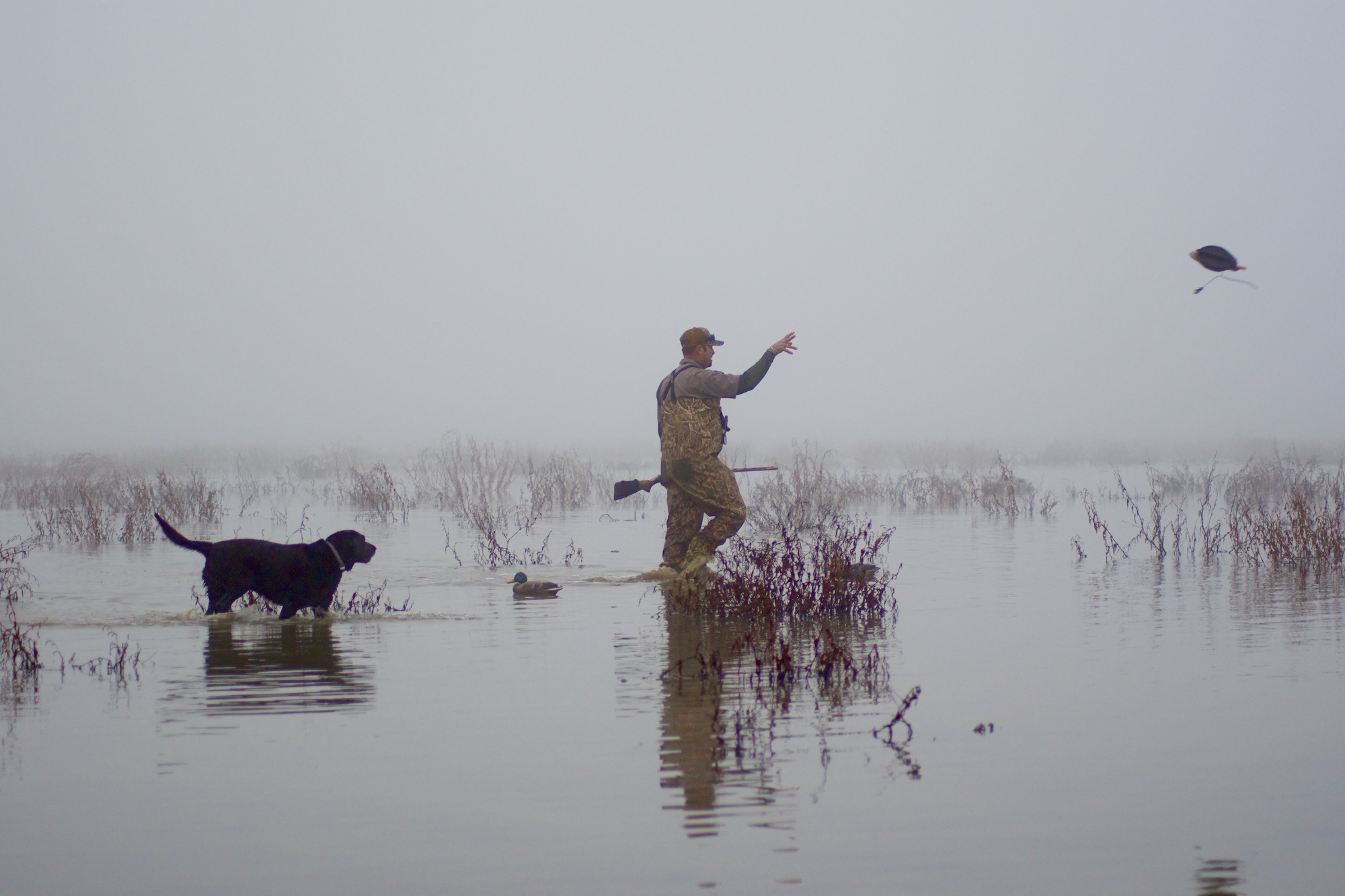 A man walking through shallow water in one of the best duck hunting waters with a black dog