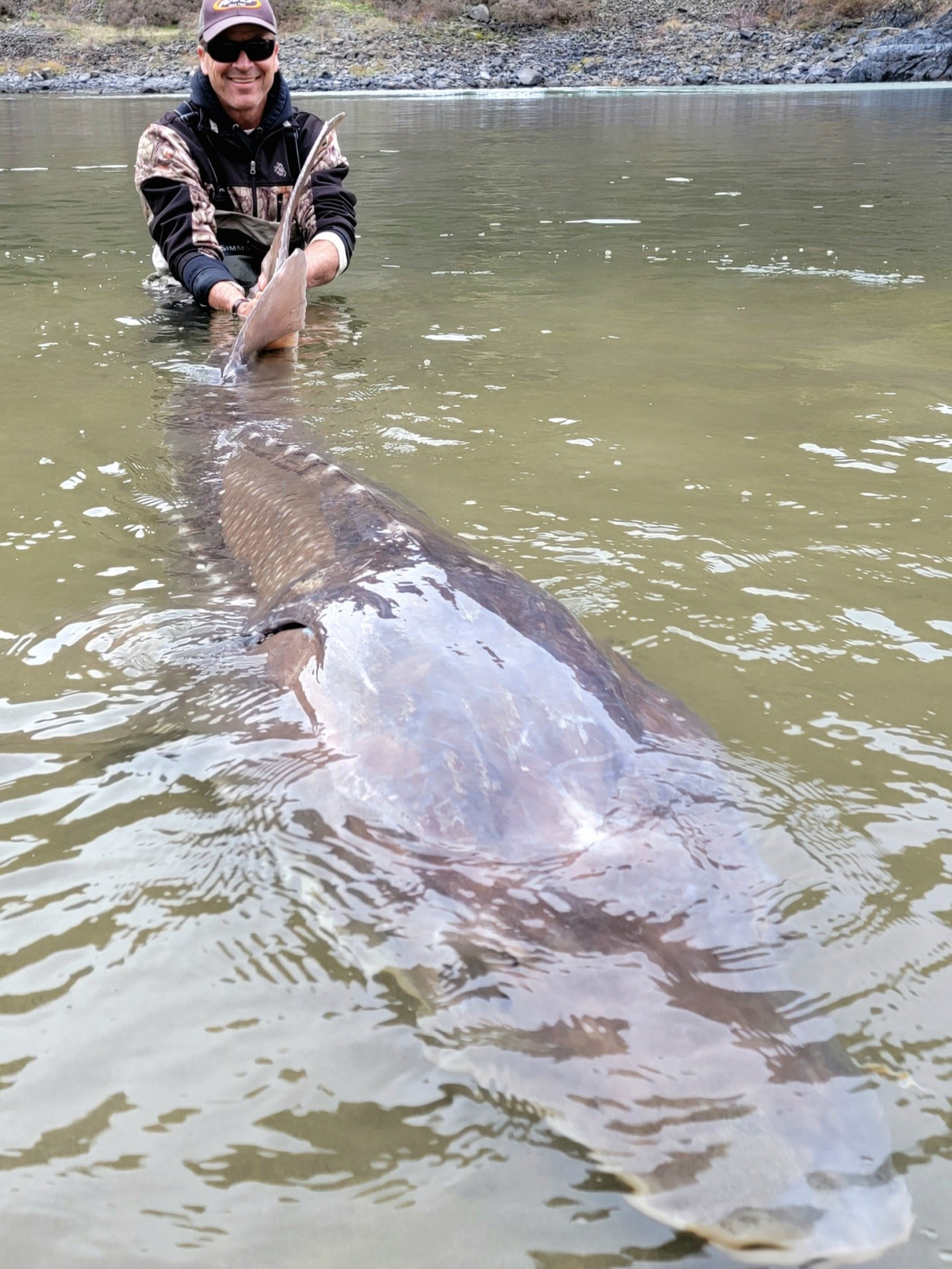 Biologists catch 10-foot white sturgeon in Idaho.