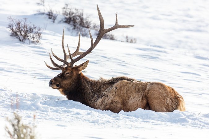 Poachers Cut Off Heads of Two Bull Elk, Leave a Third Paralyzed in Eastern Washington