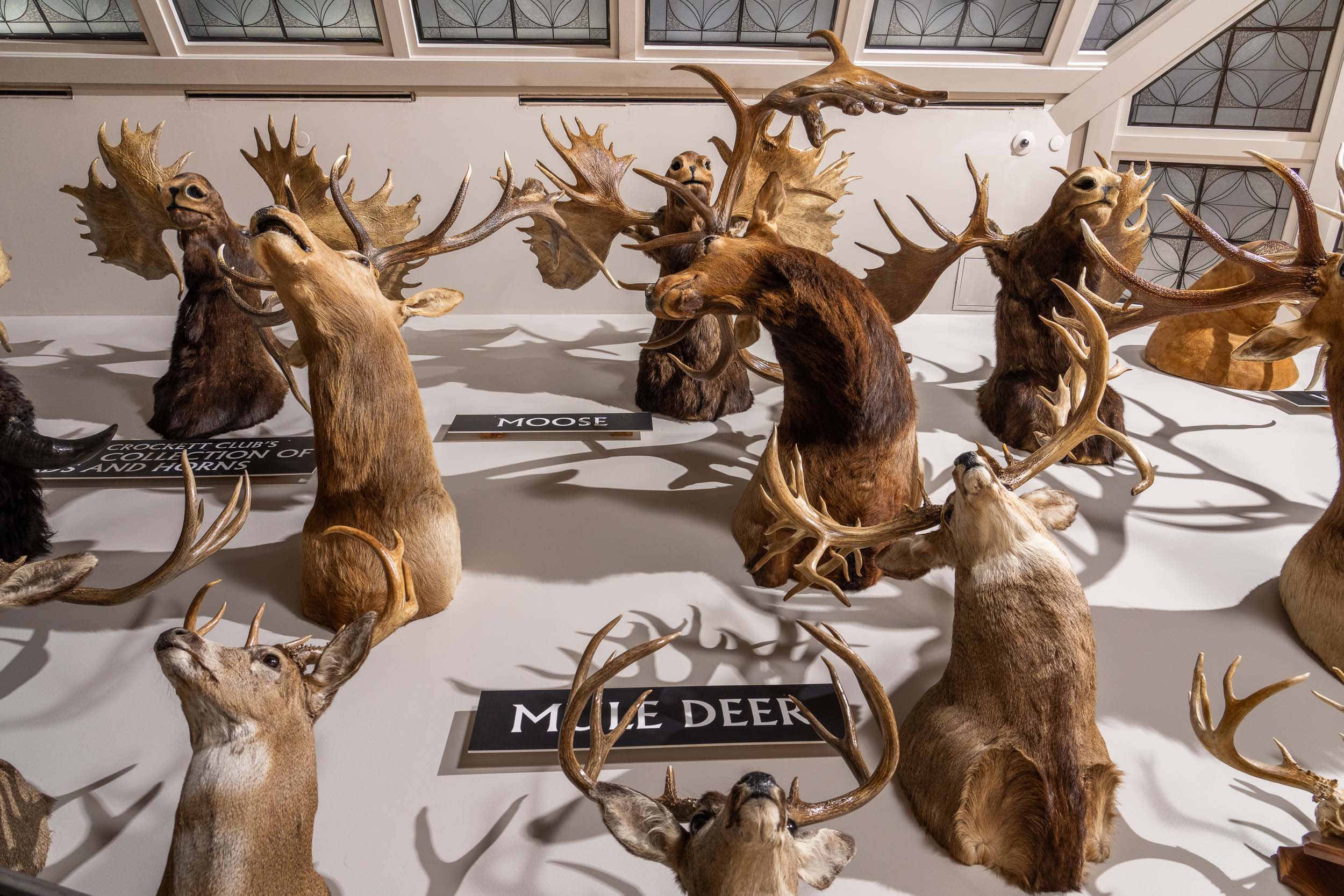 A wall of trophy animals at the national Heads and Horns collection.