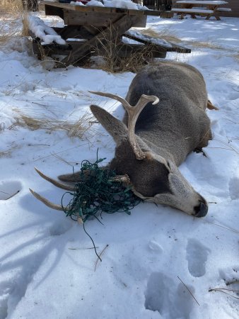 A Colorado Mule Deer Snags Christmas Lights in Its Rack
