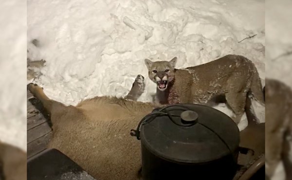 Video: Colorado Man Wakes Up to Discover a Mountain Lion Eating an Elk on His Front Porch