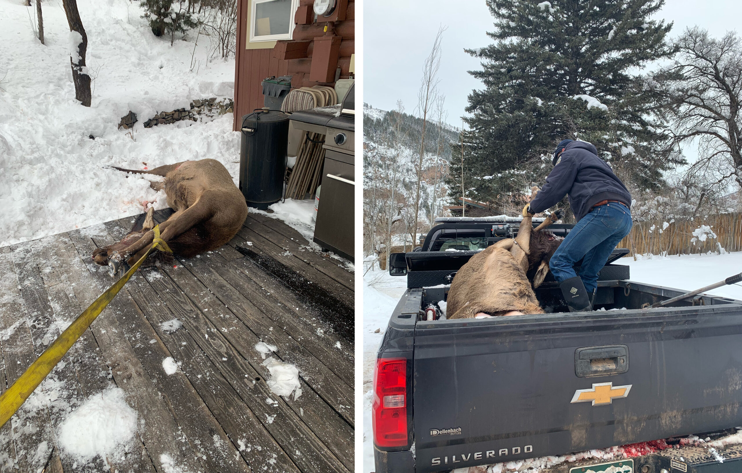 A Colorado wildlife officer winches a mountain lion killed cat into the bed of a pickup.