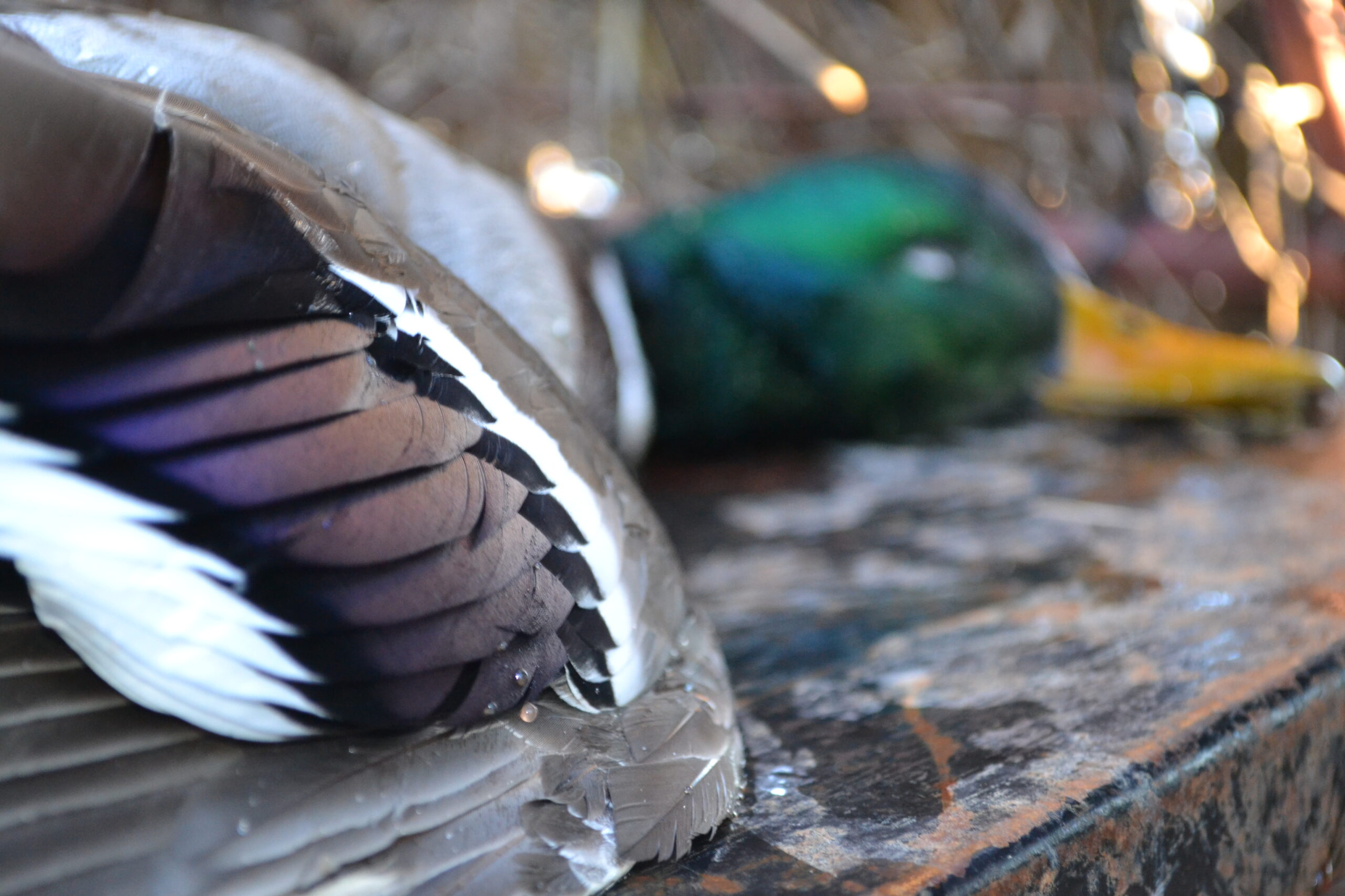 Not all eastern greenheads are actually mallards.
