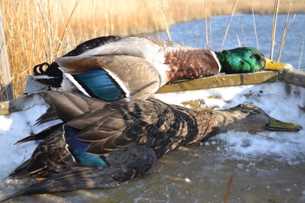 New Research Shows Atlantic Flyway Mallards Actually Might Not Be In Trouble. Was the Bag Limit Reduction Unnecessary?