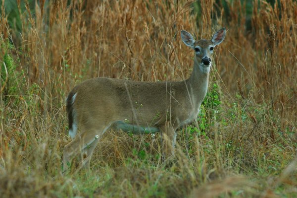Chronic Wasting Disease Has Now Been Confirmed in Alabama