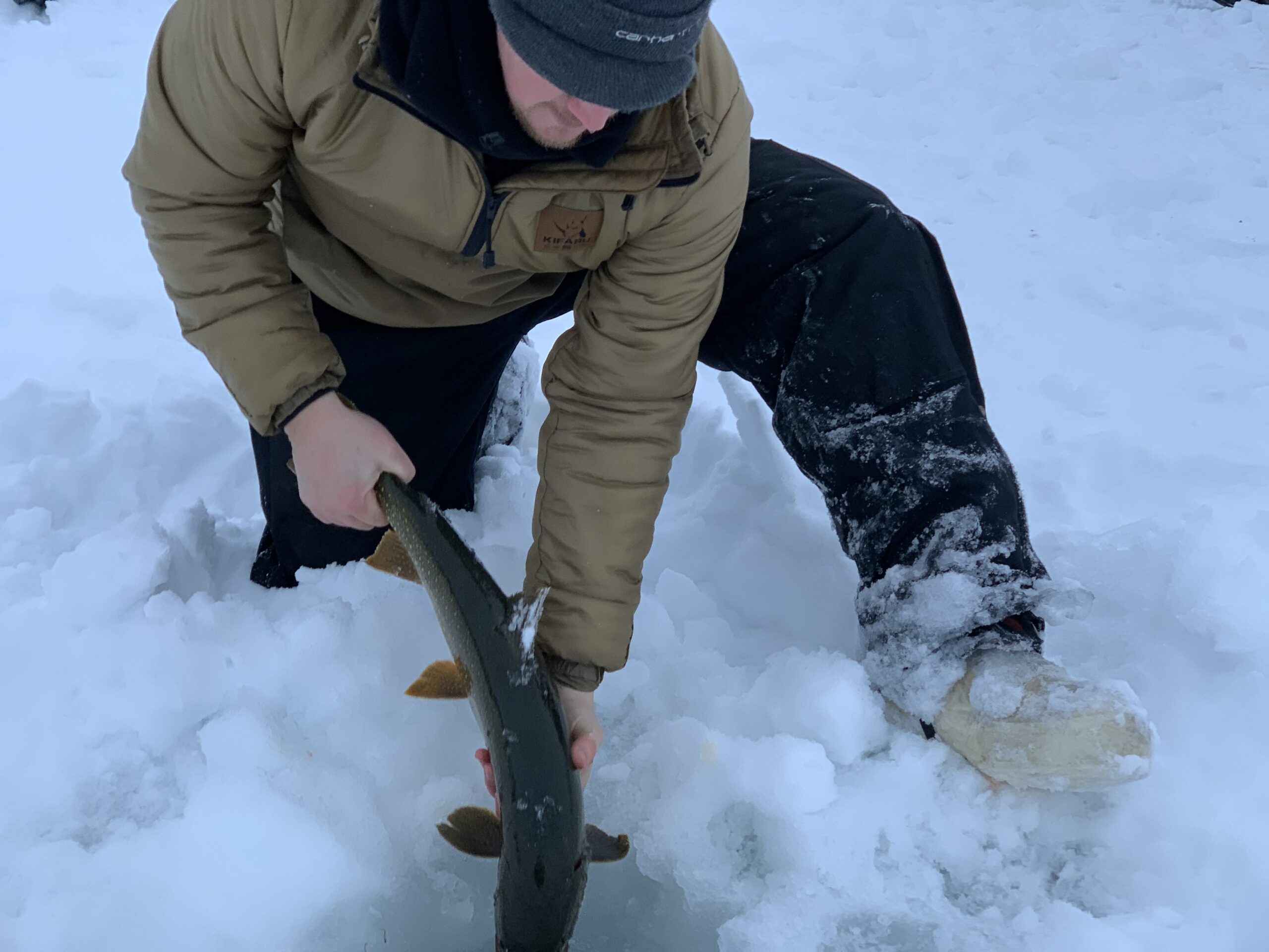 releasing lake trout