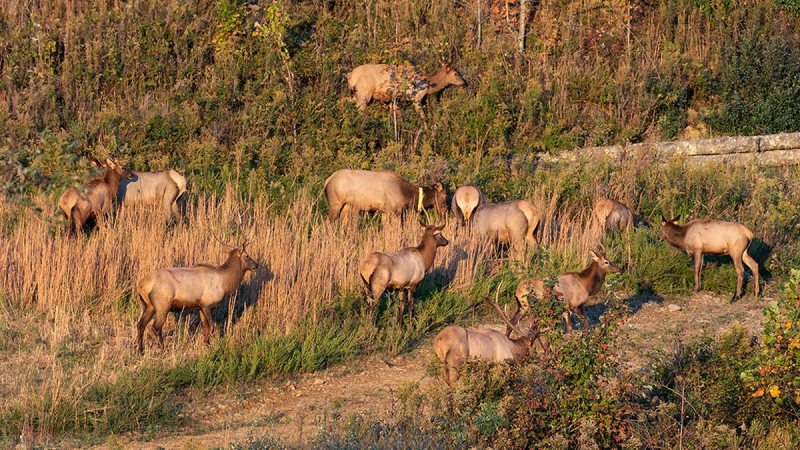 Virginia to Hold First-Ever Managed Elk Hunt This Fall