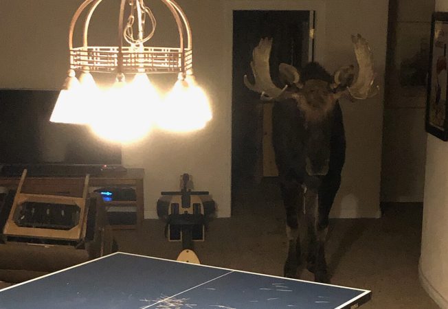 Wildlife Officers Rescue Bull Moose From a Colorado Basement by Cutting Off Its Antlers