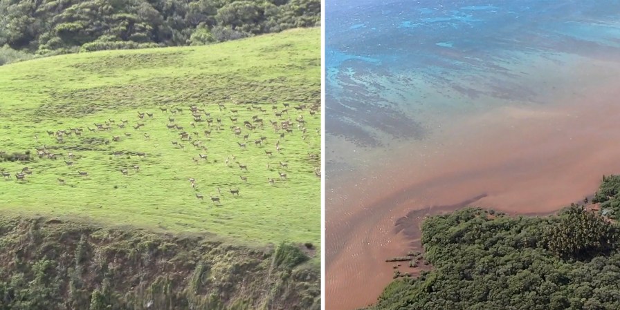 Hawaiian Axis Deer Are Causing Such Bad Erosion, the Sea Is Turning Brown