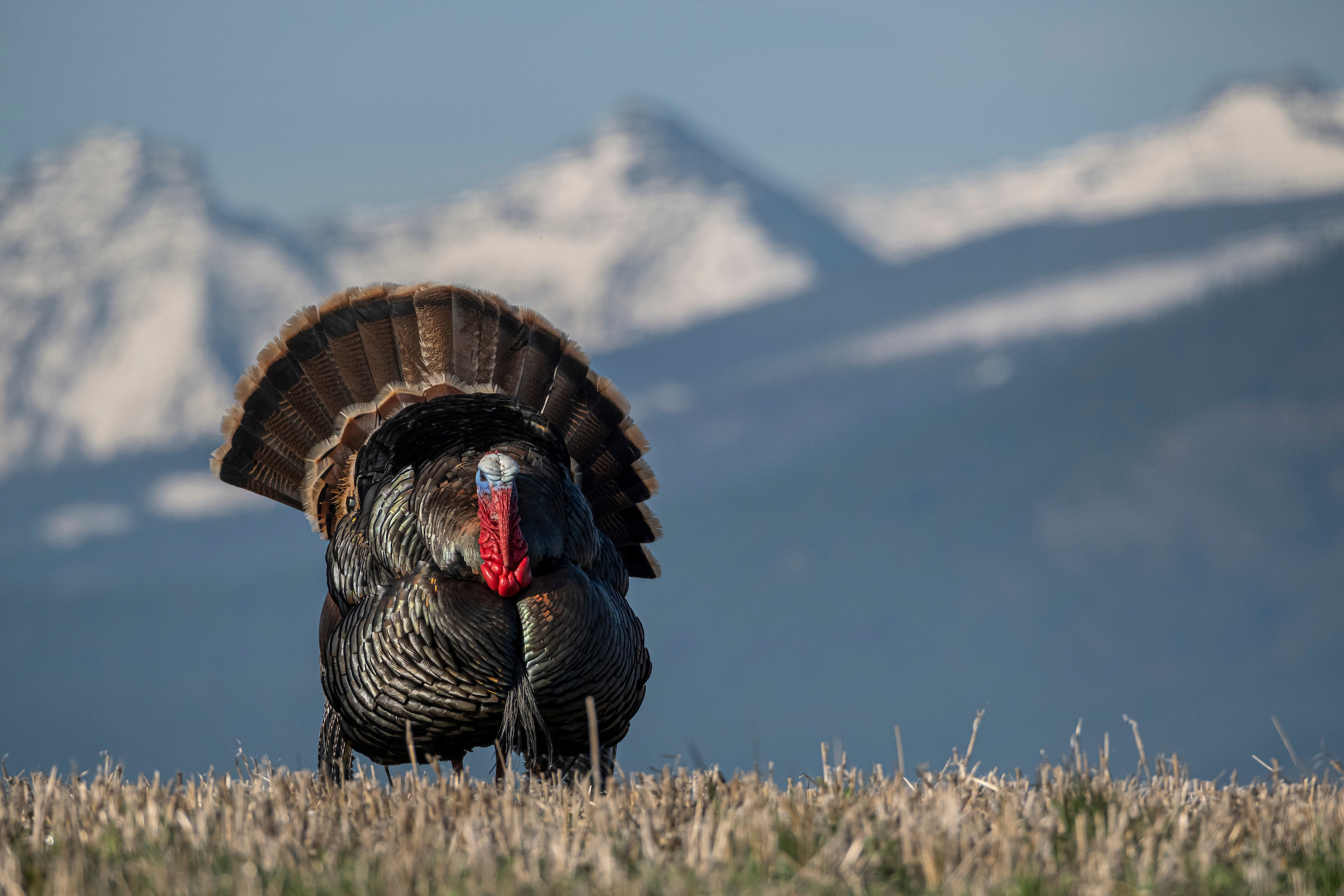 Turkey hunting forecast for 2022 is promising and complicated.