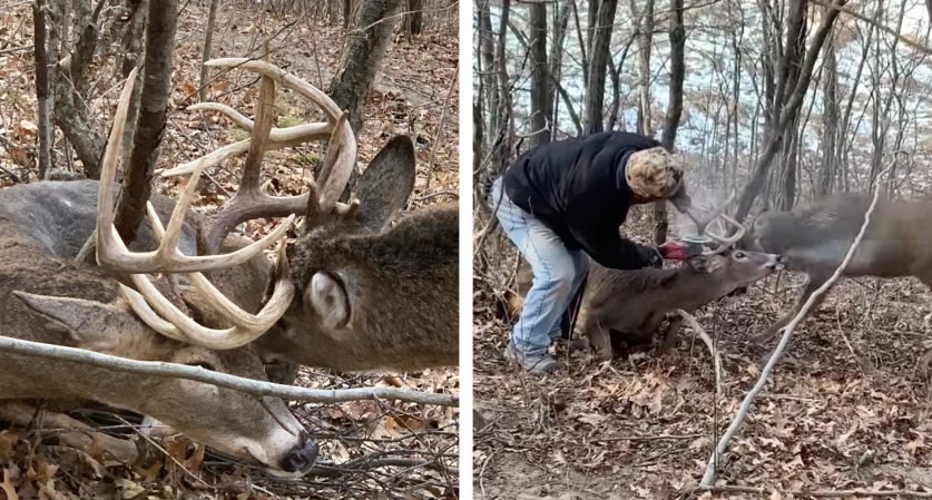 Wisconsin Hunters Pass on Locked-Up Bucks, Use Angle Grinder to Free Them